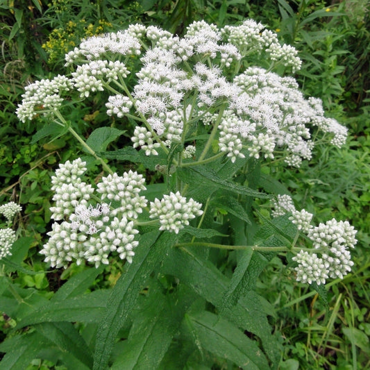 Eupatorium perfoliatum  - American Boneset