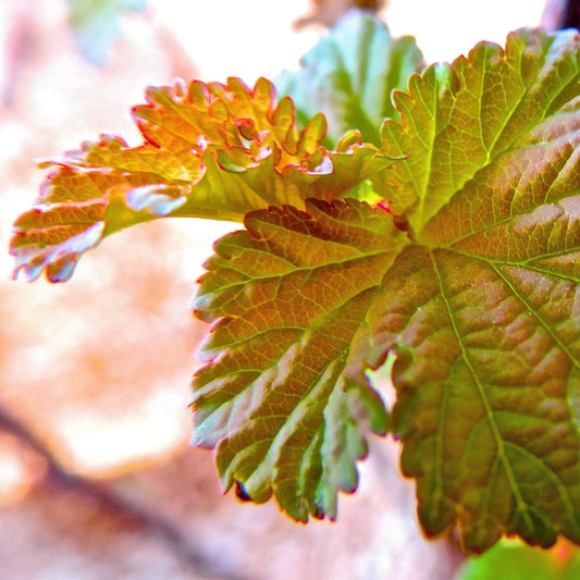 First Editions® Amber Jubilee™ Ninebark