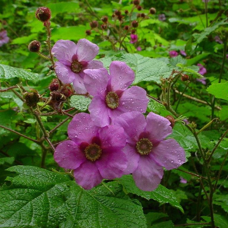 Rubus odoratus  - Flowering Raspberry