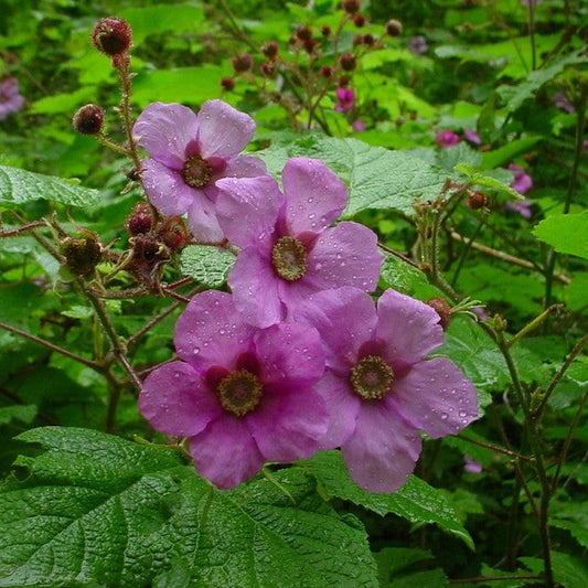 Rubus odoratus  - Flowering Raspberry