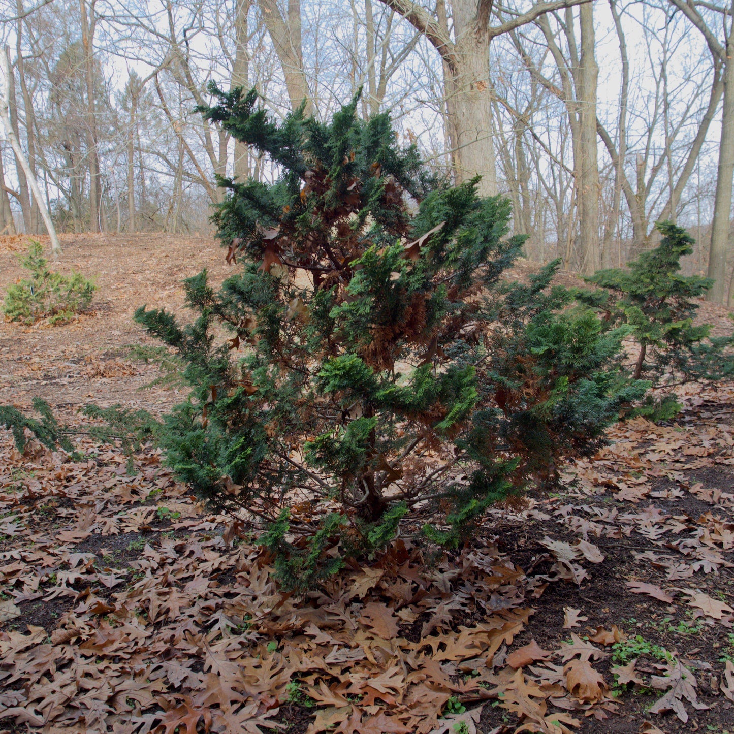 Chamaecyparis obtusa 'Gracilis'  - Slender Hinoki False Cypress