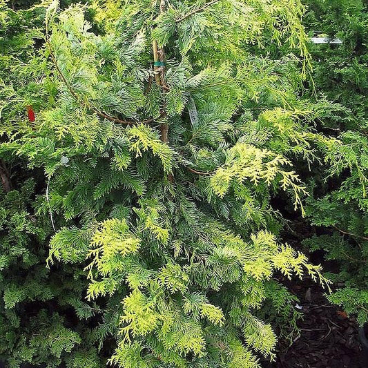 Golden Hinoki False Cypress