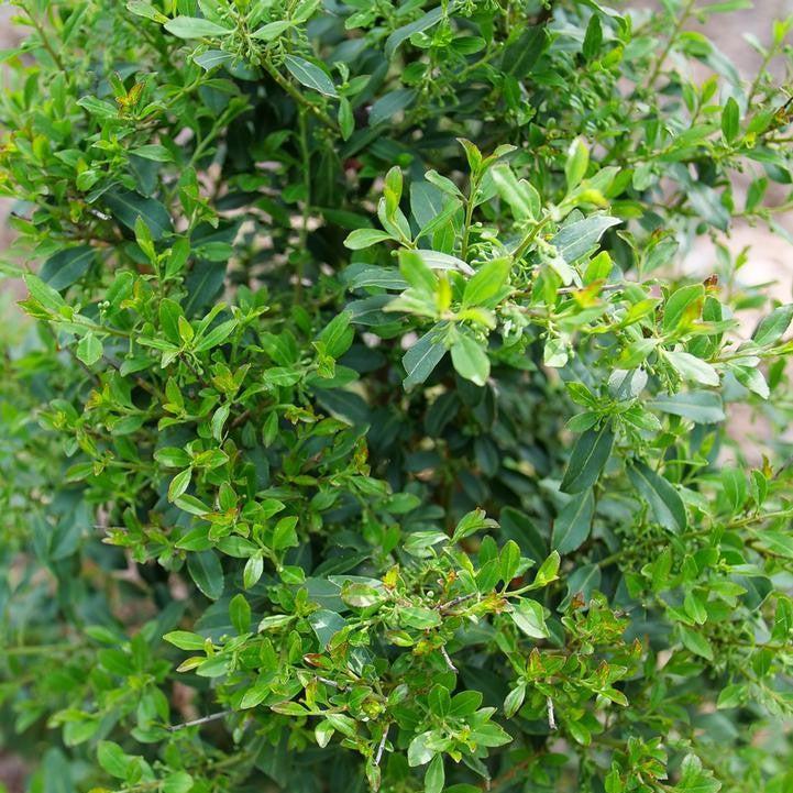 Ilex glabra 'SMNIGLA'  - Squeeze Box® Inkberry Holly
