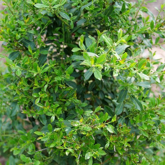 Ilex glabra 'SMNIGLA'  - Squeeze Box® Inkberry Holly