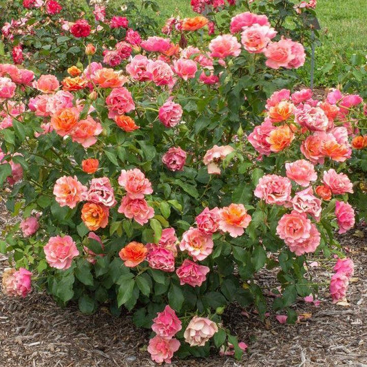 Rosa 'Meikokan'  - Tequila® Supreme Rose