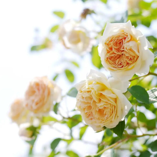 Teasing Georgia® Rose 1 GALLON Shrub