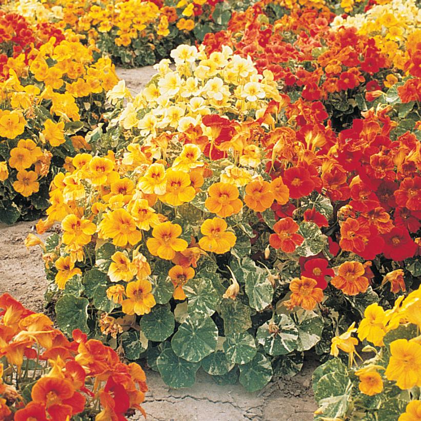 Tropaeolum majus 'Alaska Mix'  - Alaska Mix Nasturtium