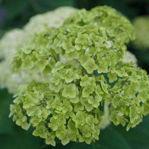 Invincibelle Sublime™ Smooth Hydrangea
