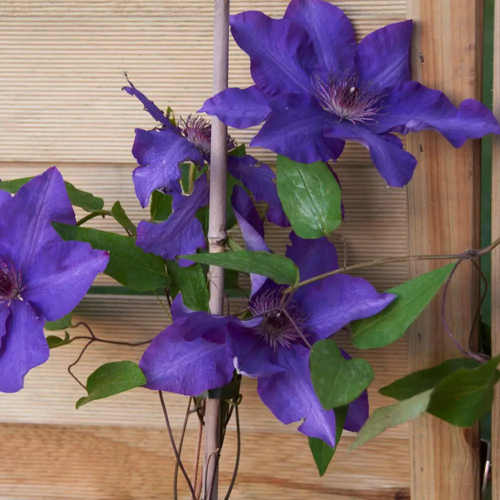 The President Clematis 8’’ POT Vine