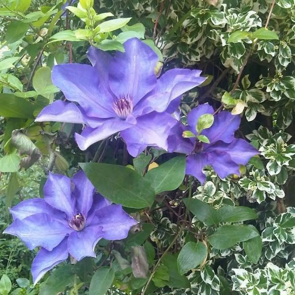 The President Clematis 8’’ POT Vine