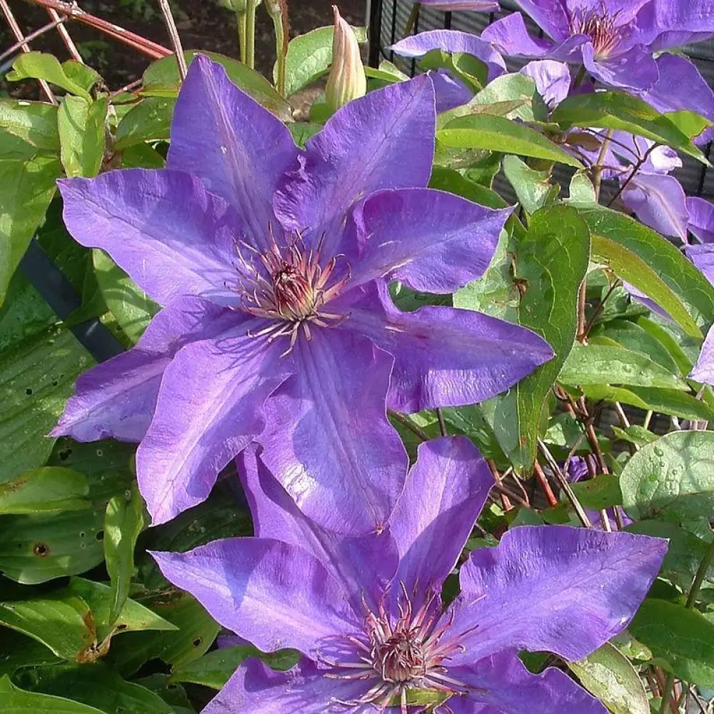 The President Clematis 8’’ POT Vine