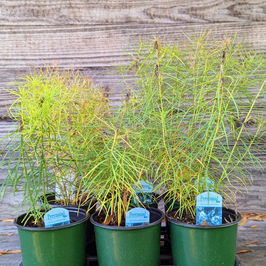 Threadleaf Blue Star Arkansas Blue Star 1 GALLON Perennial