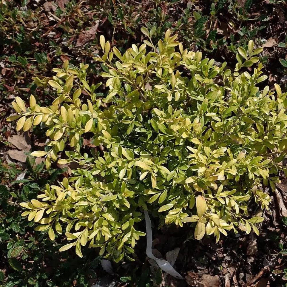 Tide Hill Boxwood Shrub