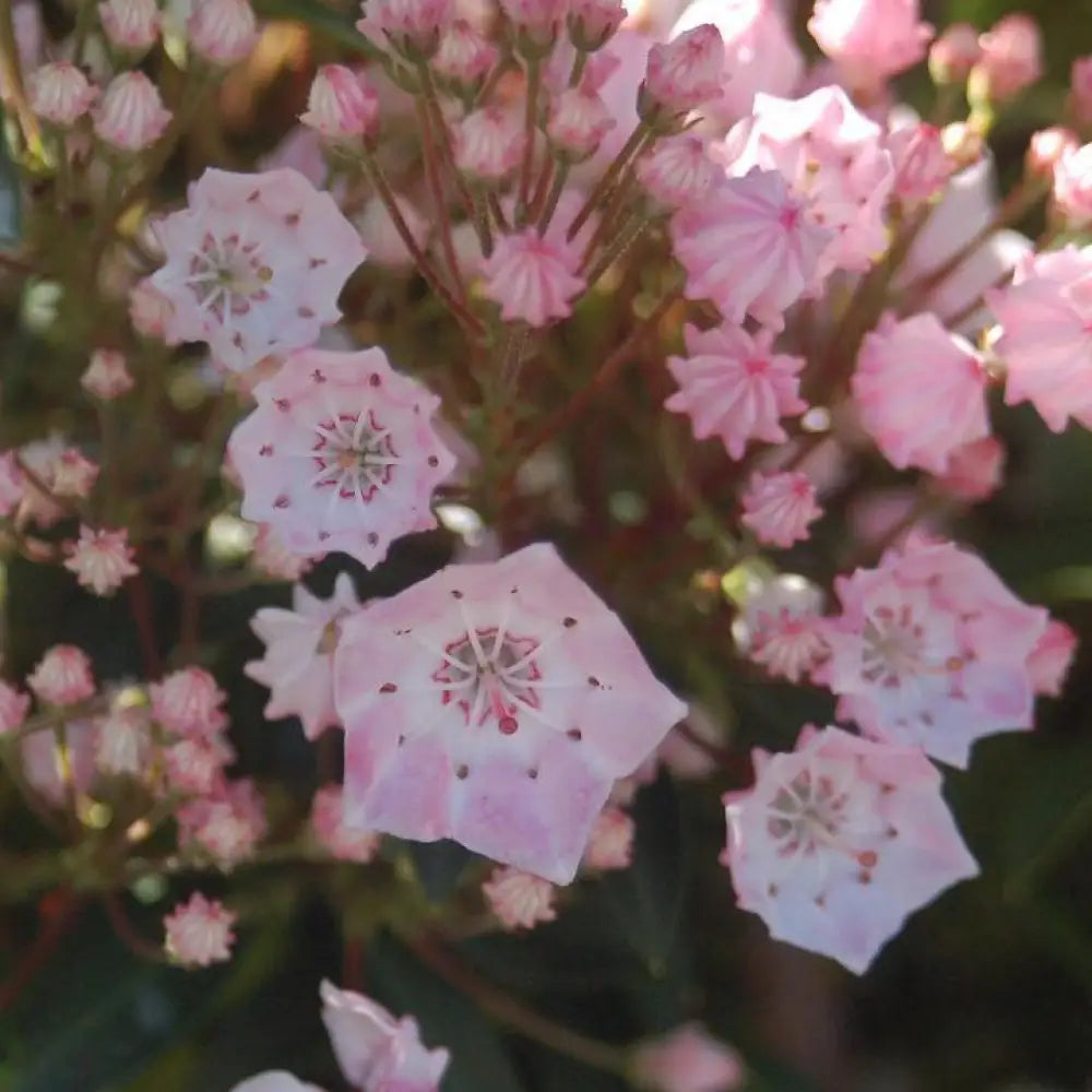 Tinkerbell Mountain Laurel Shrub