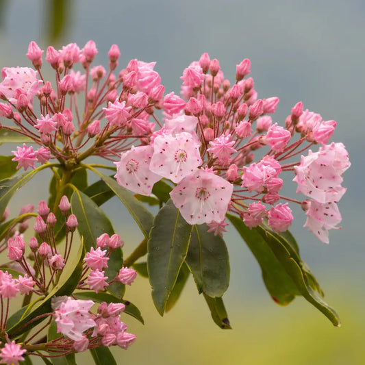Tinkerbell Mountain Laurel Shrub