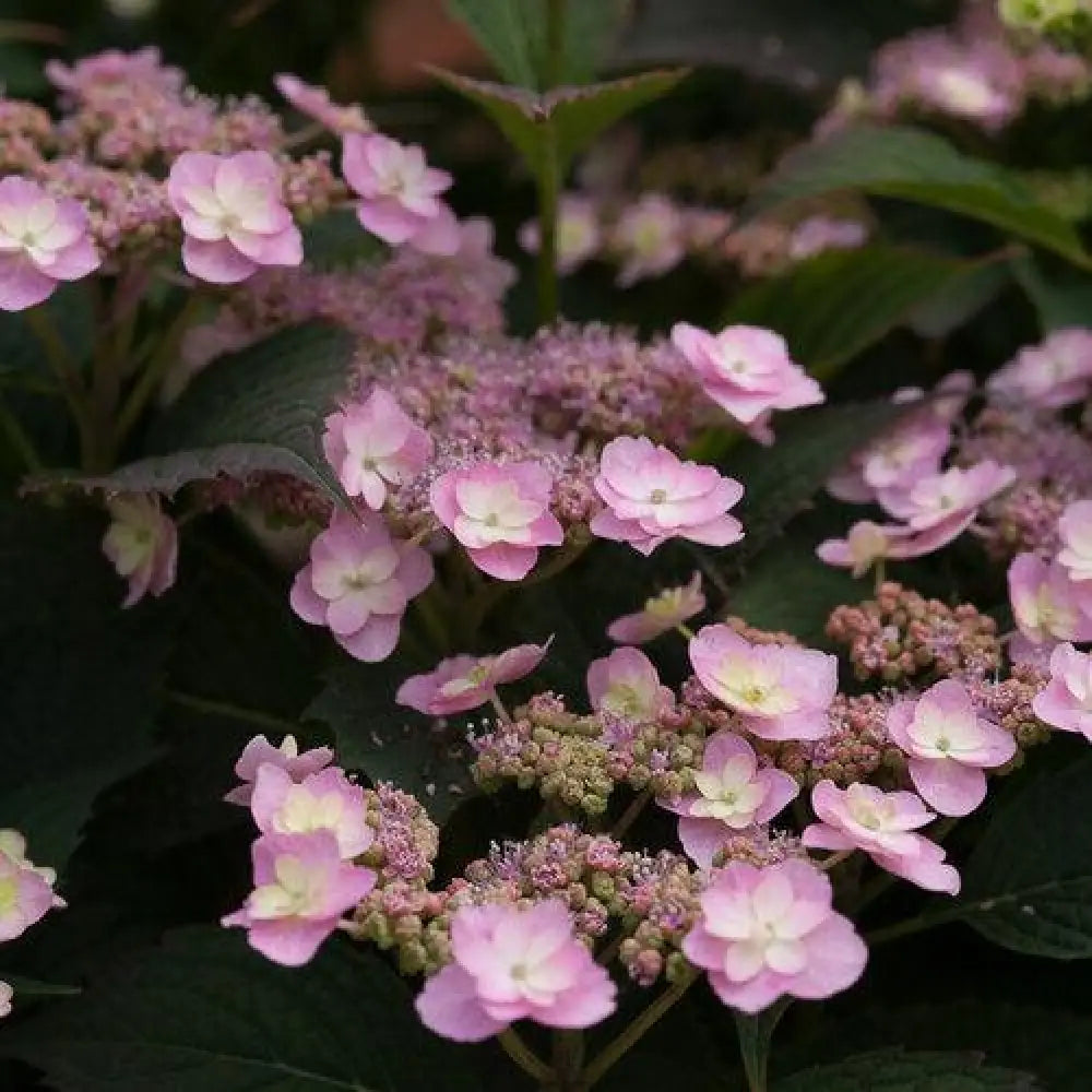 Tiny Tuff Stuff™ Hydrangea 3 GALLON Shrub
