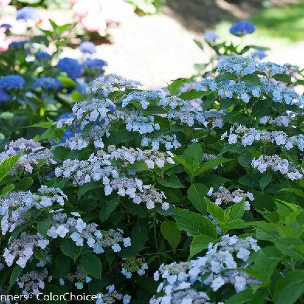Tiny Tuff Stuff™ Hydrangea 3 GALLON Shrub