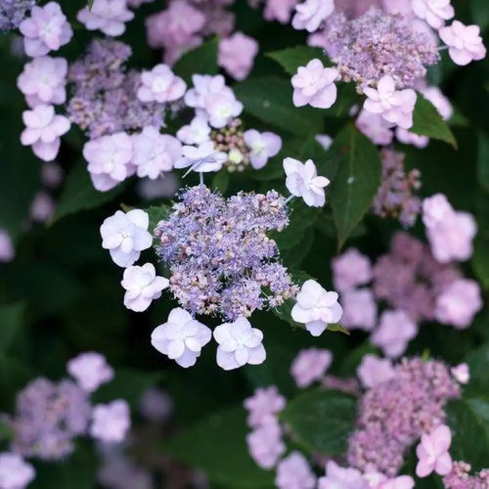 Tiny Tuff Stuff™ Hydrangea 3 GALLON Shrub