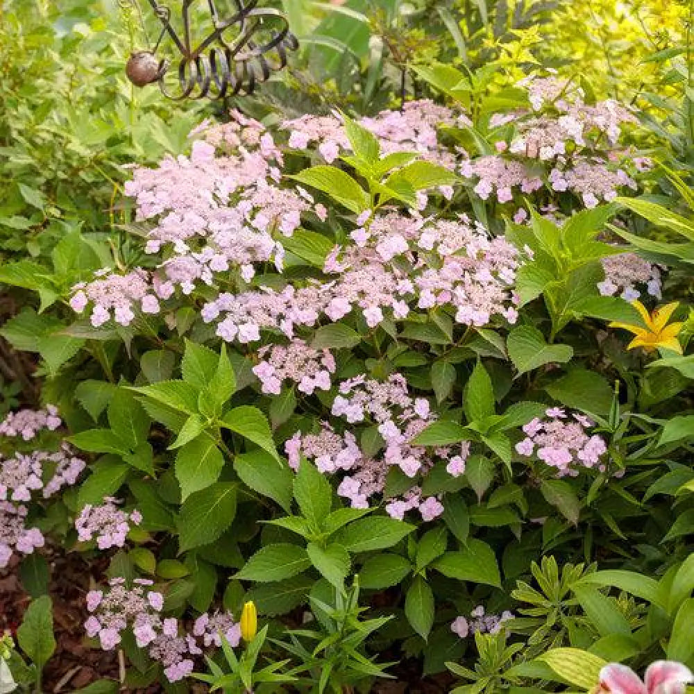 Tiny Tuff Stuff™ Hydrangea 3 GALLON Shrub