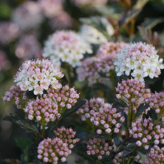 Tiny Wine® Ninebark Shrub