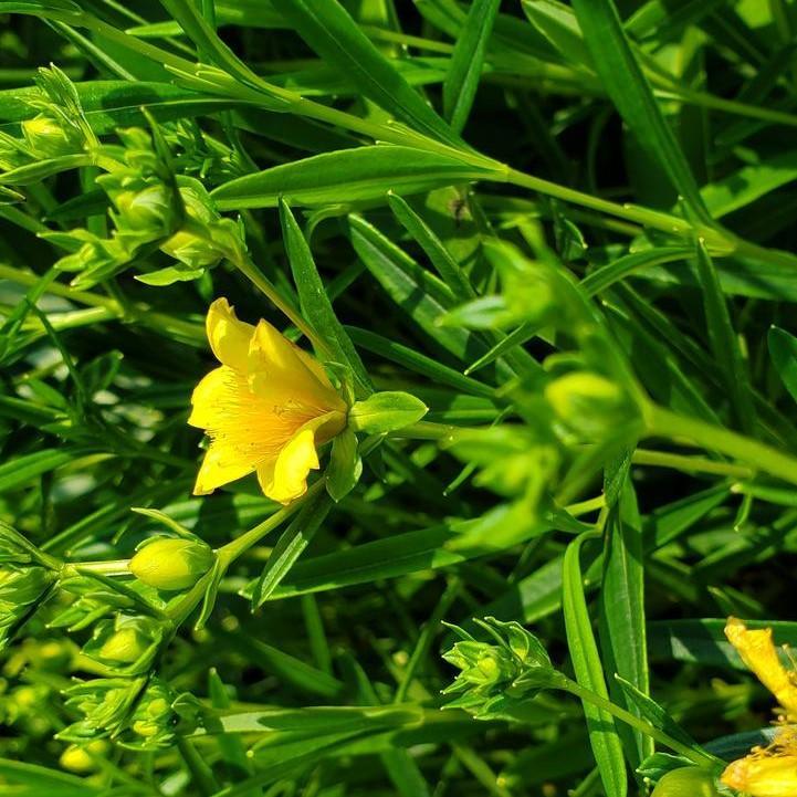 Hypericum kalmianum 'Gemo'  - Gemo St. John's Wort