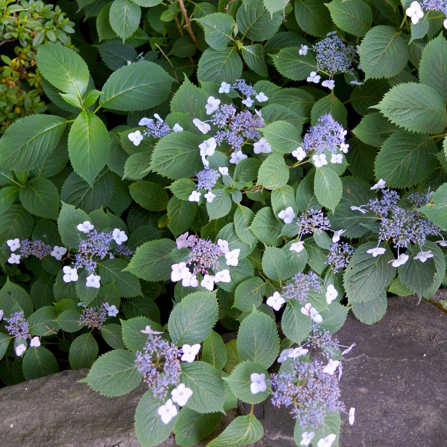 Hydrangea serrata 'Blue Billow'  - Blue Billow Hydrangea