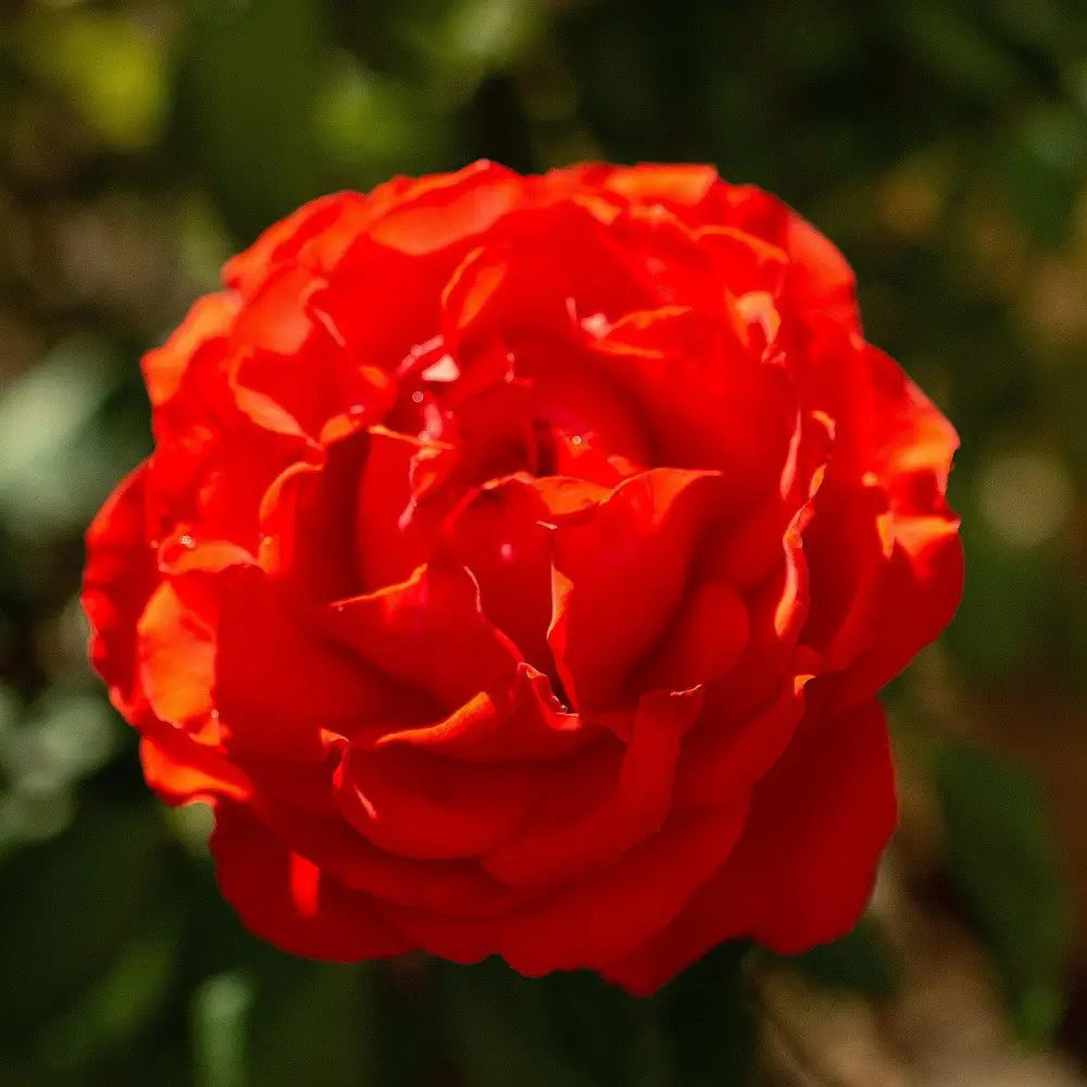 True Bloom™ True Passion™ Rose 2 GALLON Shrub