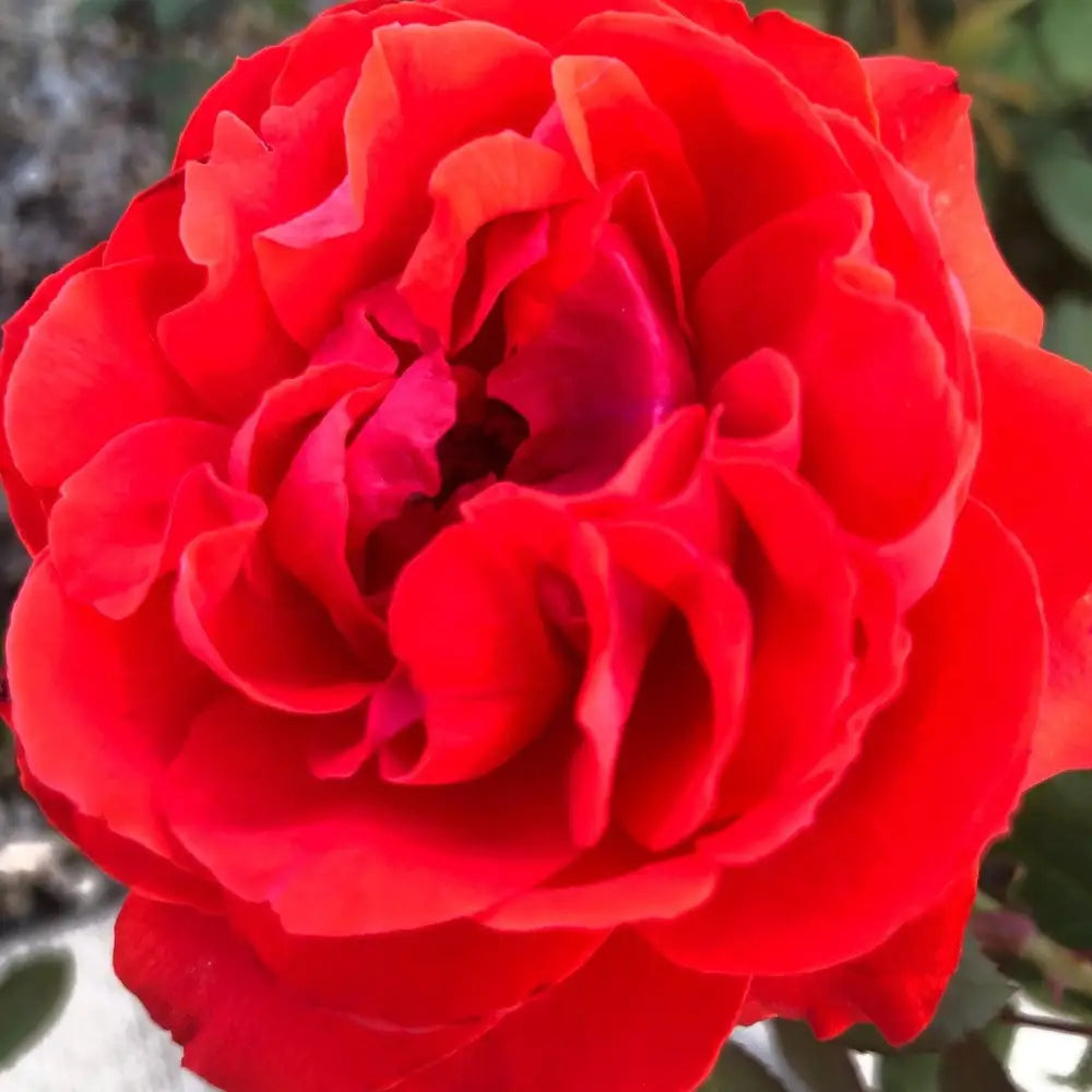 True Bloom™ True Passion™ Rose 2 GALLON Shrub
