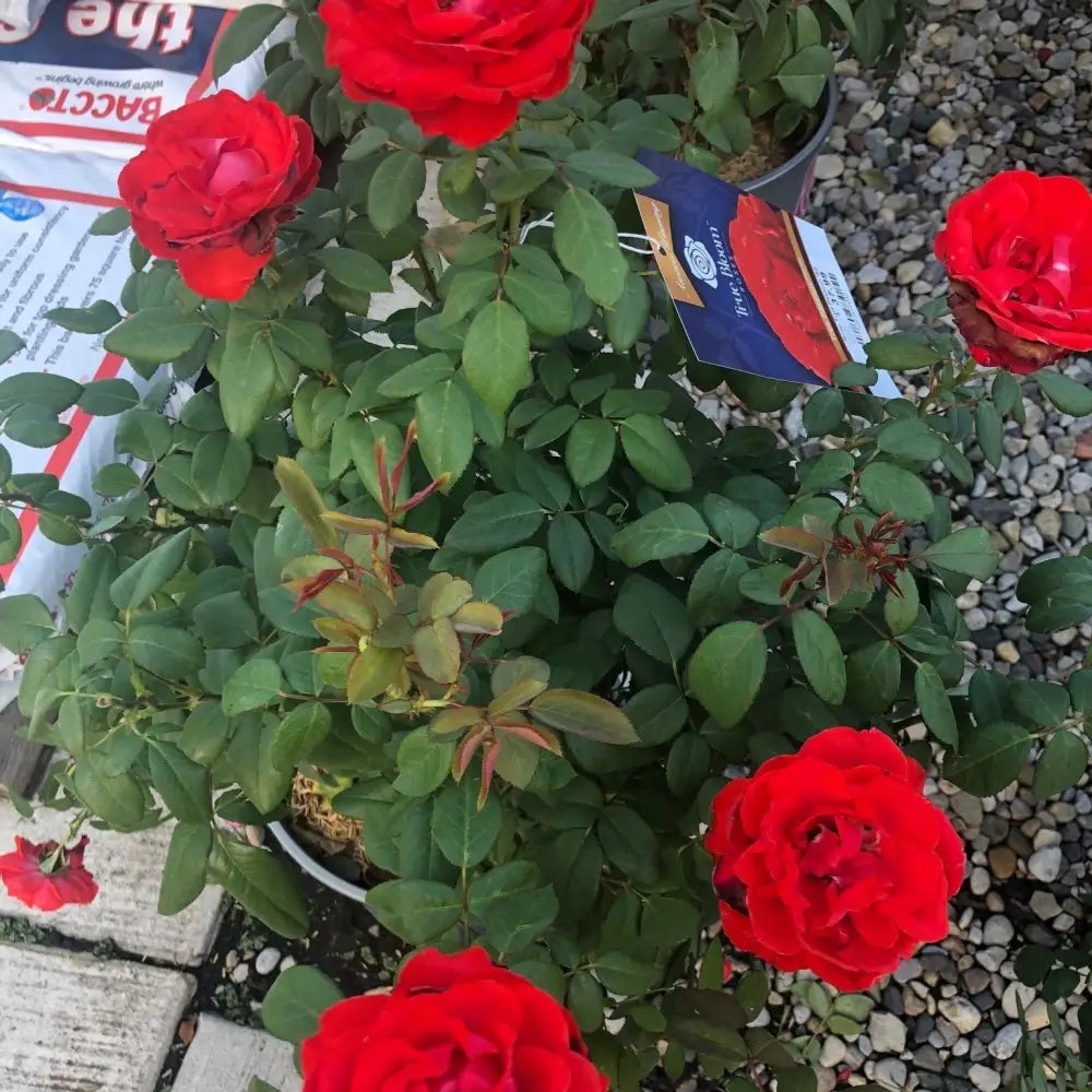 True Bloom™ True Passion™ Rose 2 GALLON Shrub