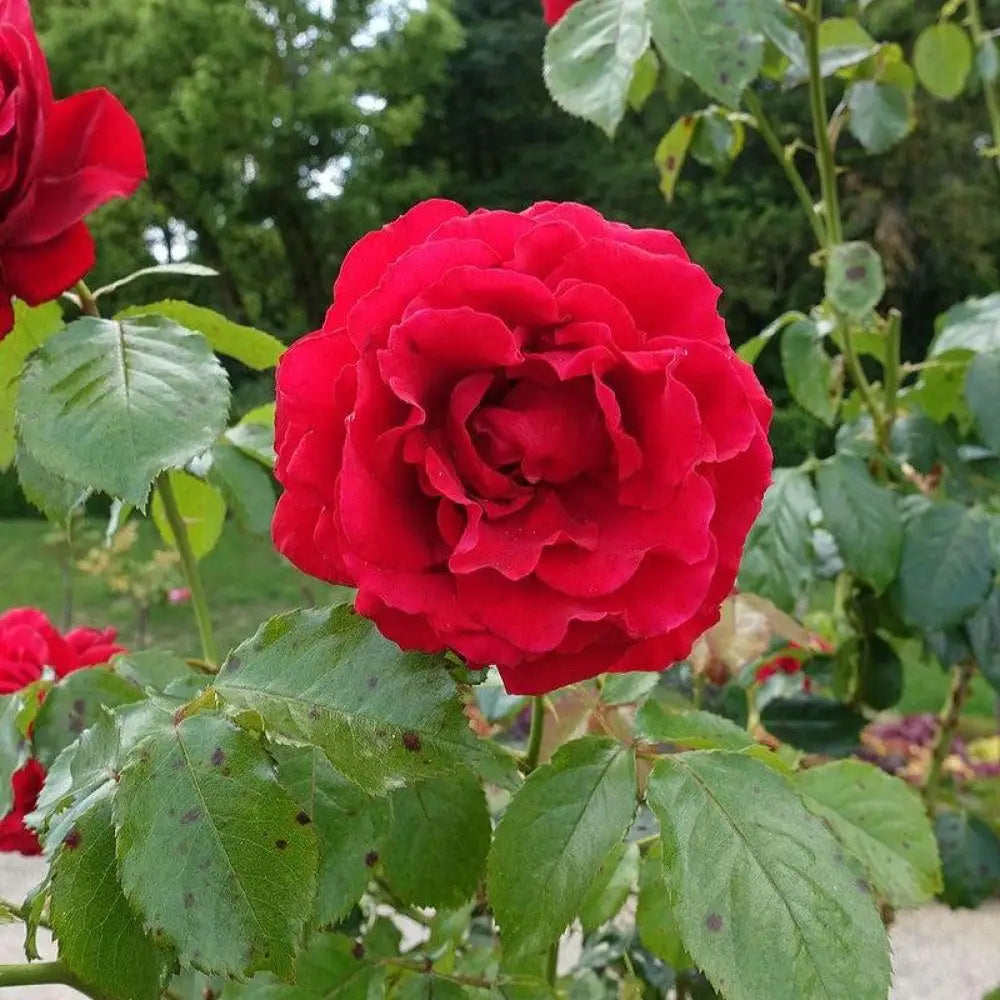 True Love™ Rose 2 GALLON Shrub