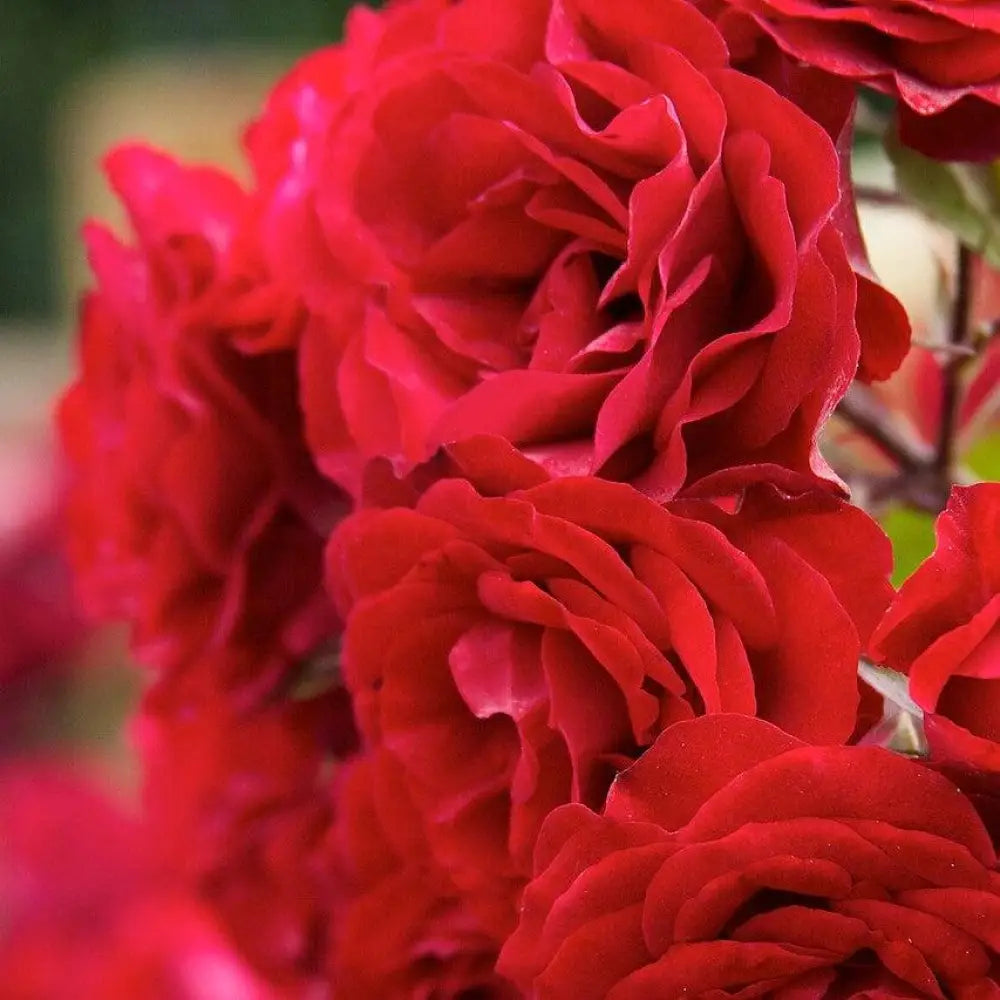 True Love™ Rose 2 GALLON Shrub
