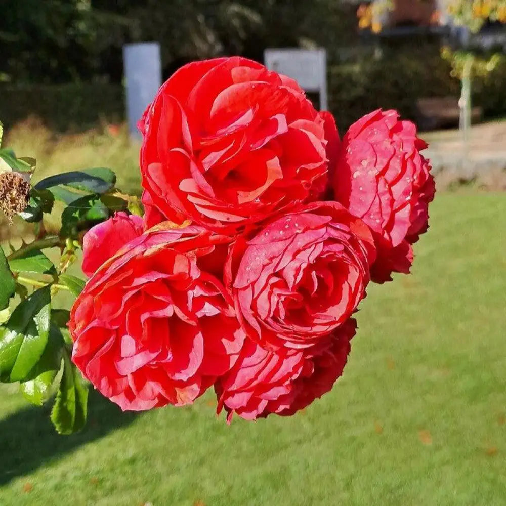 True Love™ Rose 2 GALLON Shrub