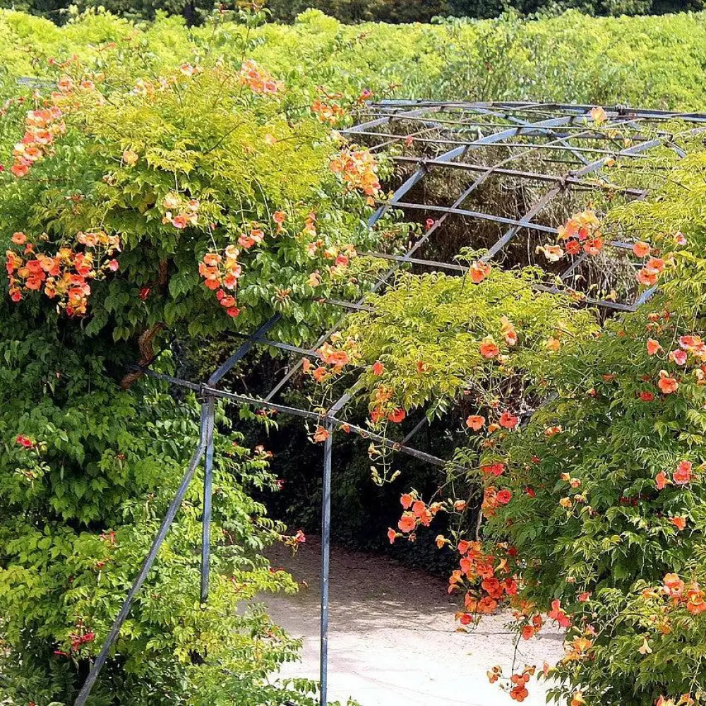 Trumpet Vine 2 GALLON Vine