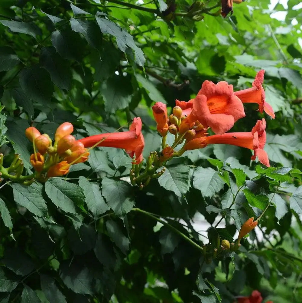 Trumpet Vine 2 GALLON Vine
