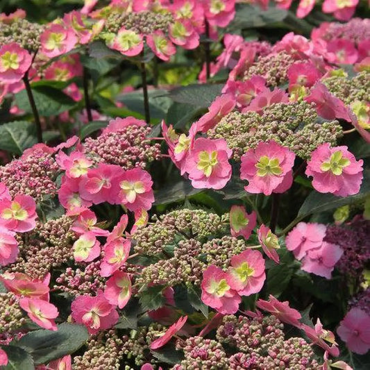 Tuff Stuff™ Hydrangea 3 GALLON Shrub