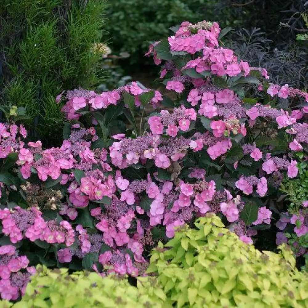 Tuff Stuff™ Hydrangea 3 GALLON Shrub