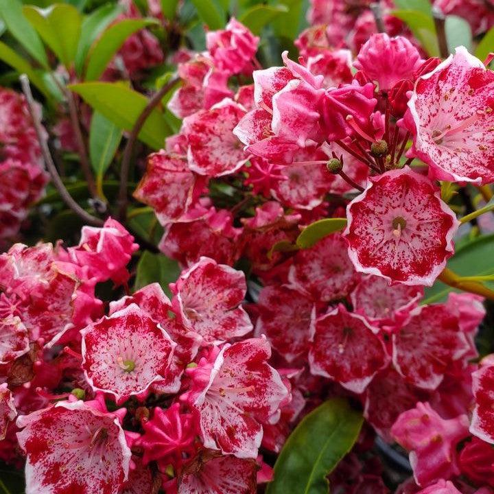Kaleidoscope Mountain Laurel