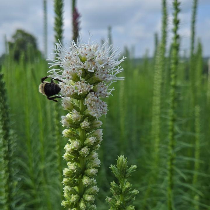 Liatris spicata 'Alba'  - White Blazing Star