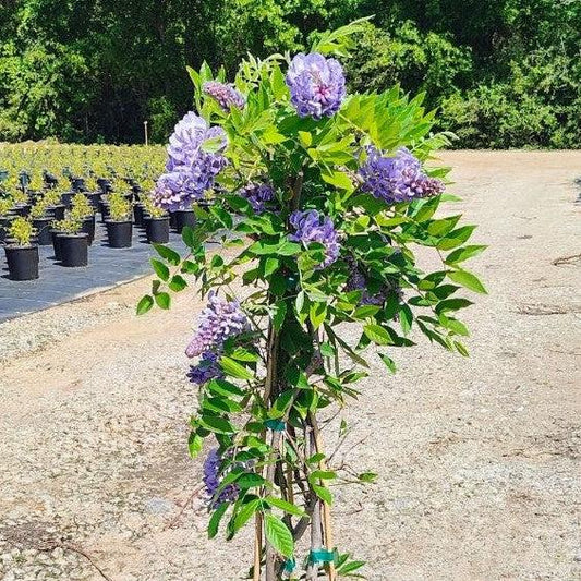 Amethyst Falls Wisteria
