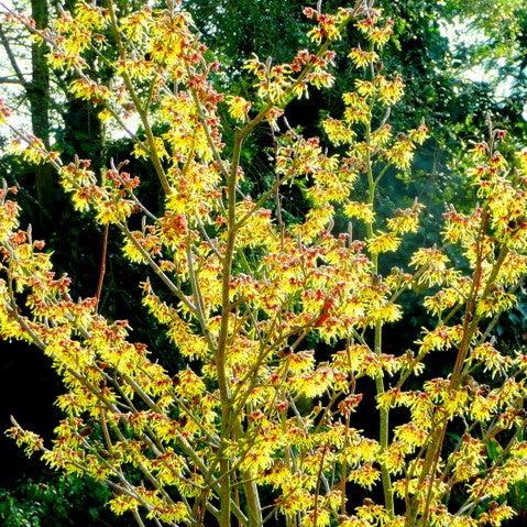 Arnold Promise Witch Hazel