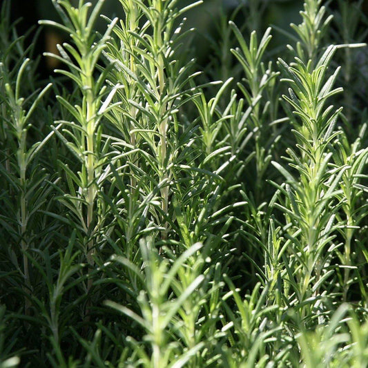 Arp Rosemary