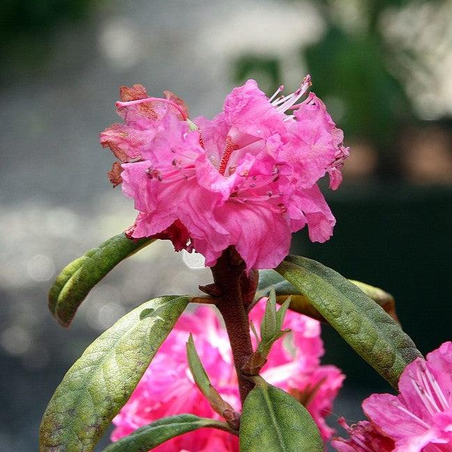 Landmark Rhododendron