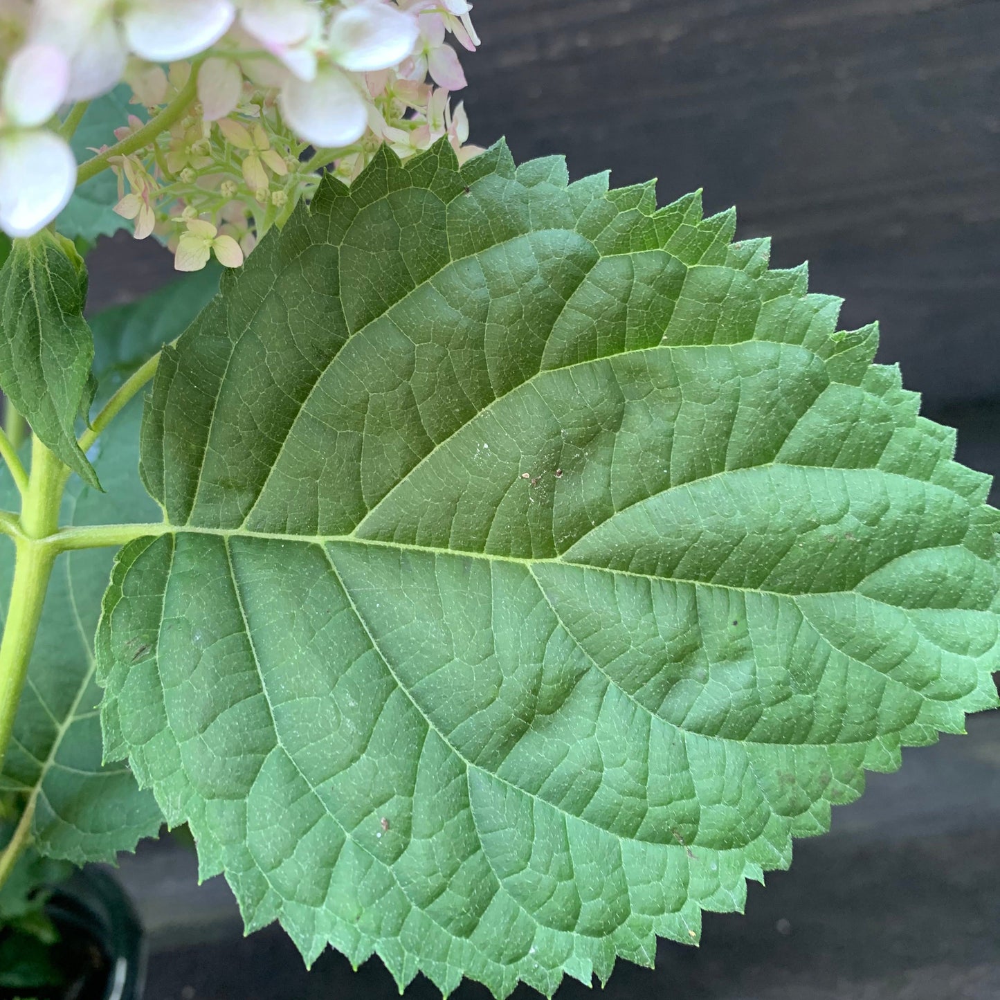 Invincibelle® Wee White Smooth Hydrangea
