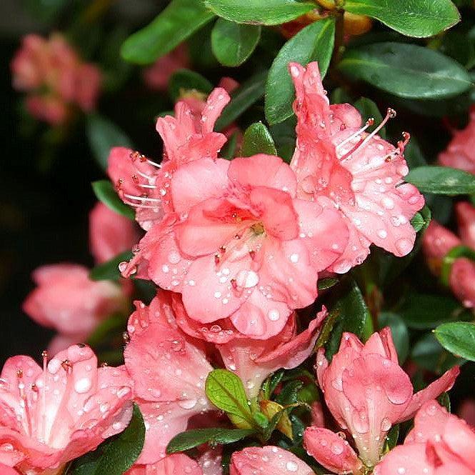 Blaauw's Pink Azalea