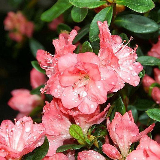 Blaauw's Pink Azalea