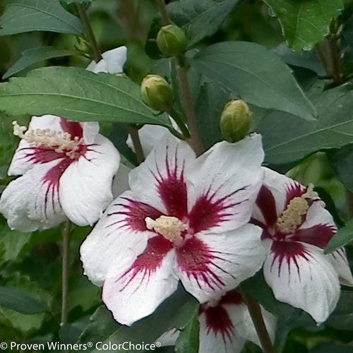 Lil' Kim® Hibiscus