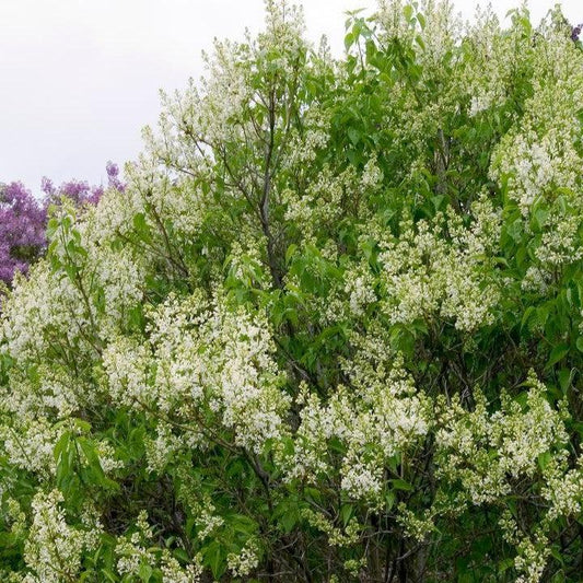 Syringa vulgaris 'Primrose'  - Primrose Lilac