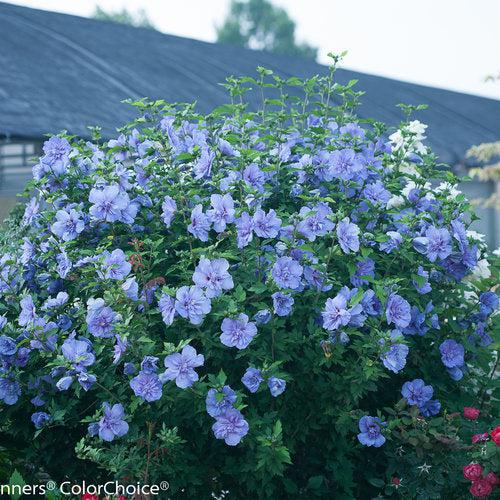 Blue Chiffon® Hibiscus