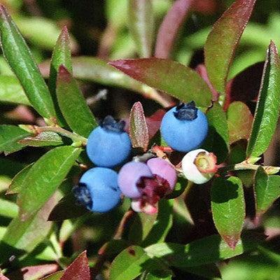 Vaccinium angustifolium 'Burgundy'  - Burgundy Lowbush Blueberry