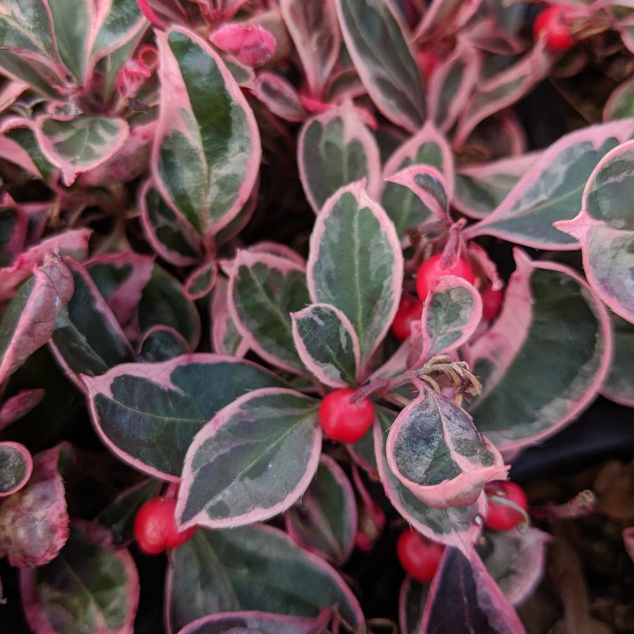 Gaultheria procumbens 'GaulBri1'  - Winter Splash™ Wintergreens